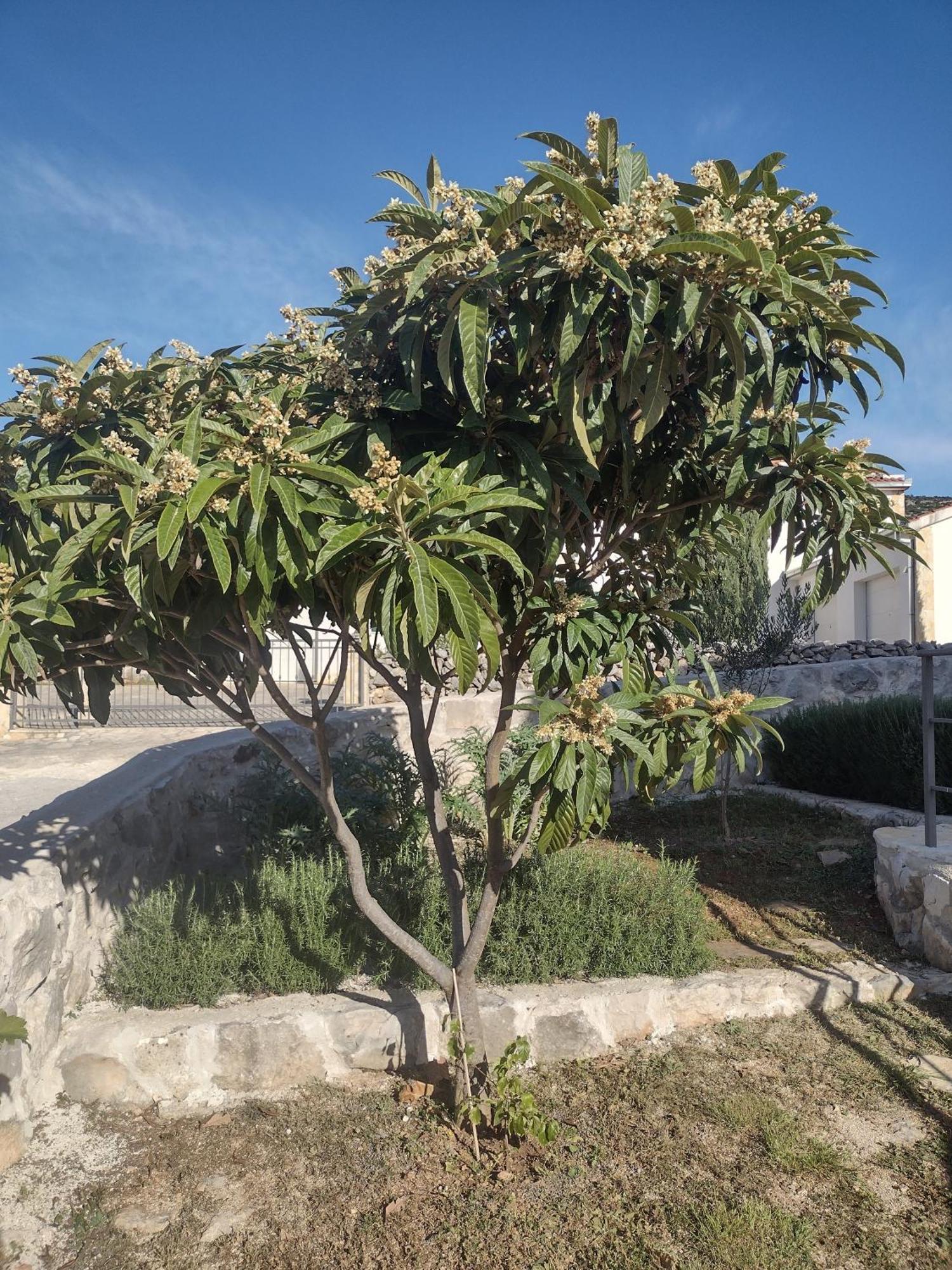 Appartement Olea *