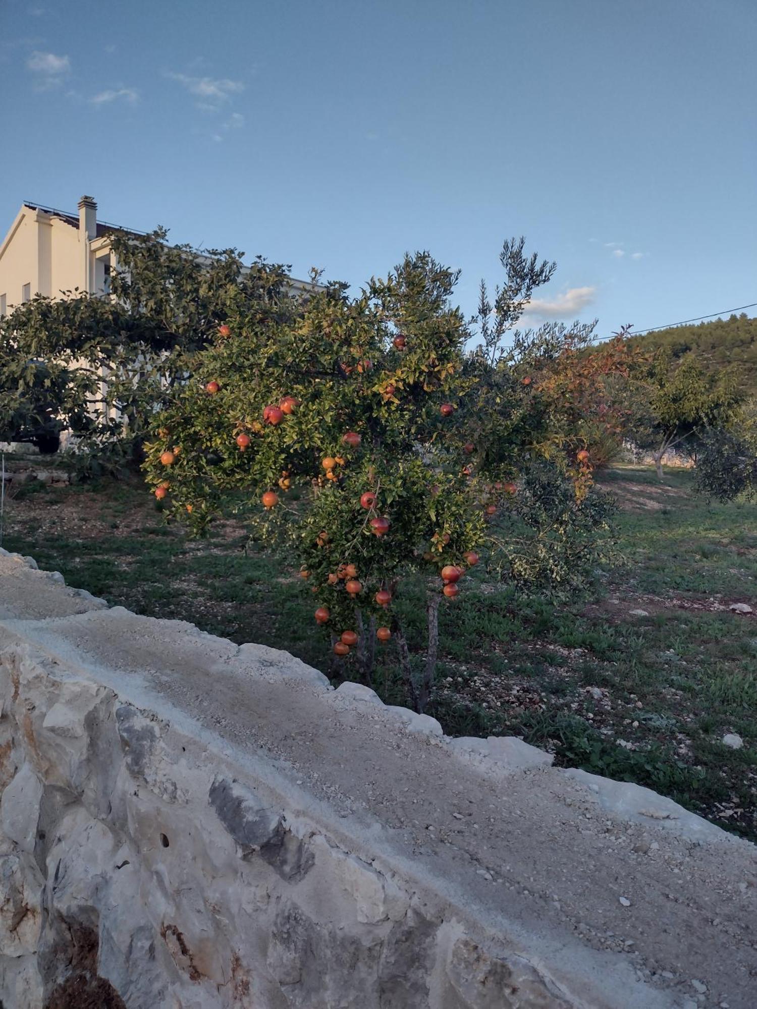 Olea *