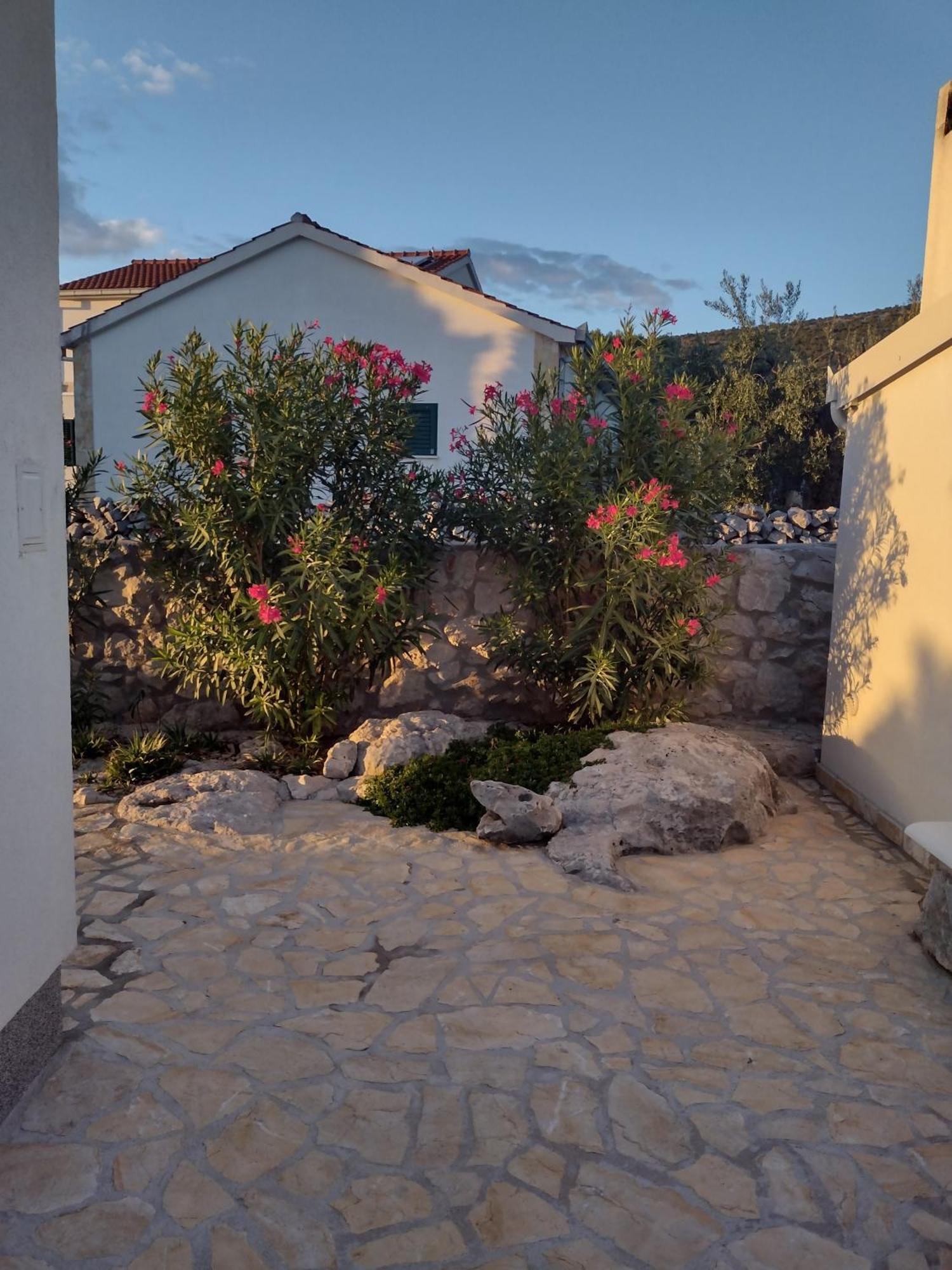 Olea Marina